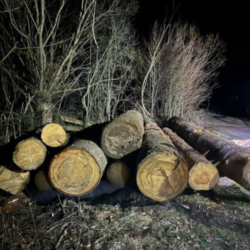 Tânăr suspectat de tăiere ilegală a arborilor în Chelnita