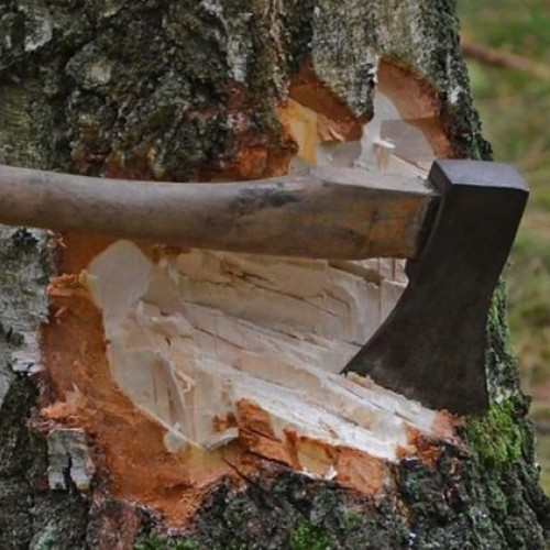 Activitate infracțională în Ulmeni: Trei suspecți identificați pentru tăiere ilegală de arbori
