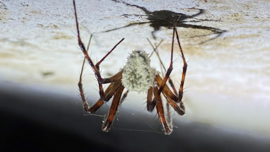 O nouă specie de ciupercă transformă păianjenii în „zombi”