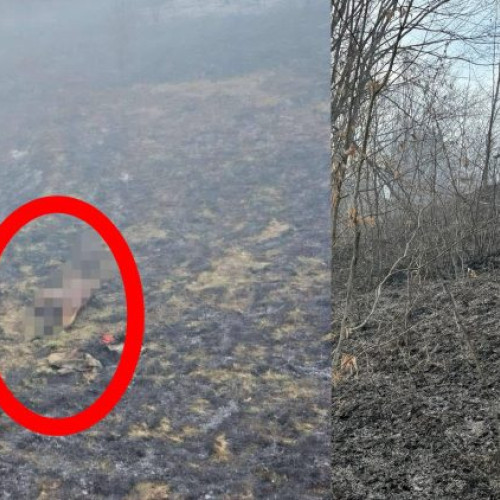 Incendiul de vegetație din Târgu Lăpuș se soldează cu o tragedie