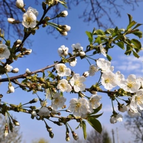 Prognoza meteo pentru următoarele patru săptămâni