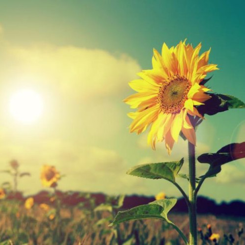 Prognoza meteo până la mijlocul lunii august