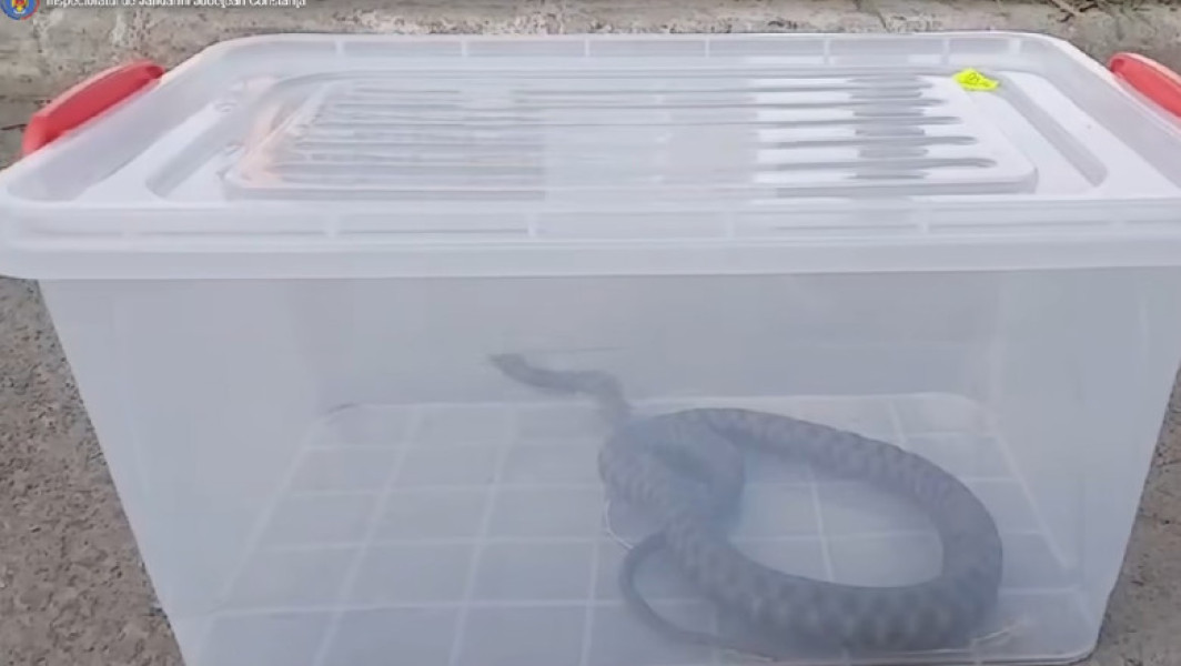 Video Jandarmii, chemaţi să îndepărteze un şarpe dintr-un parc aglomerat din Mangalia