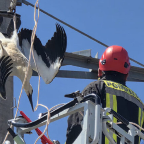 Video&Foto O barză a fost salvată în Giurgiu după ce şi-a prins picioarele într-un cablu de înaltă tensiune