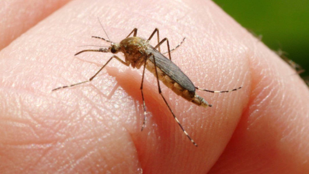 Încă o persoană ucisă în Italia de West Nile. La cât a ajuns bilanțul total al celor care au murit din cauza temutului virus