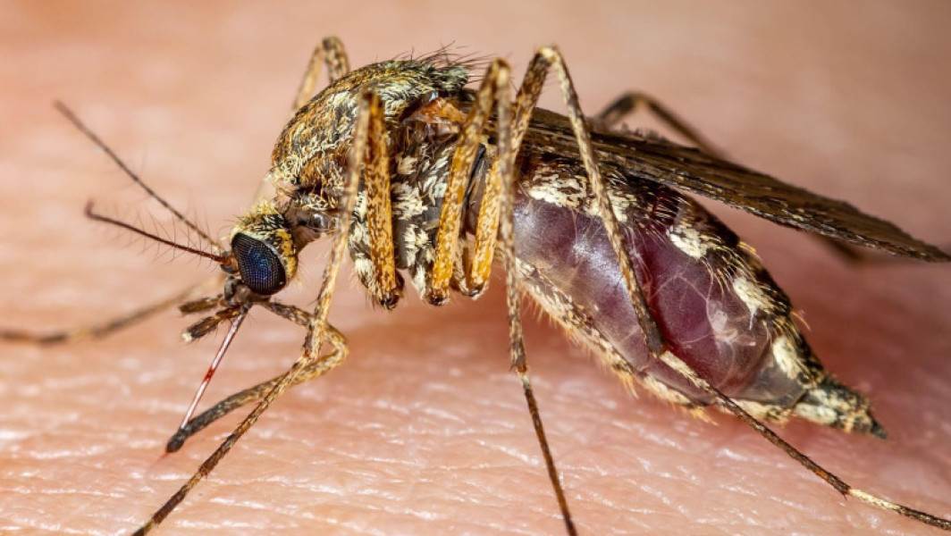 Italia: 12 morţi în urma infectării cu virusul West Nile