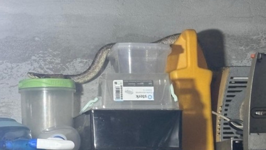 Foto Balaur dobrogean, capturat de jandarmi într-o gospodărie din localitatea 2 Mai