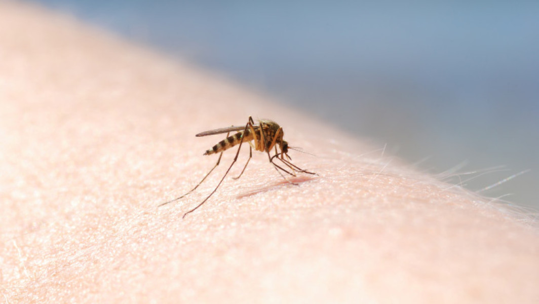 Patru cazuri de infecţie cu virusul West Nile au fost înregistrate în această vară în România