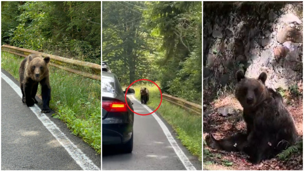 Problema ursilor din România, subiect de discuție internațională
