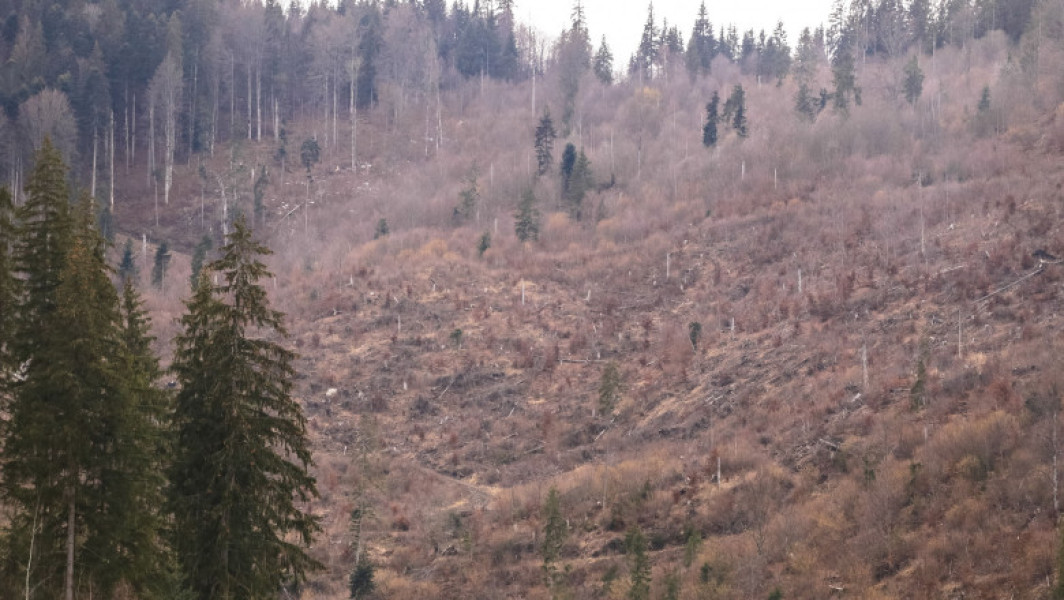 Pierderi semnificative ale pădurilor din România în ultimii 25 de ani