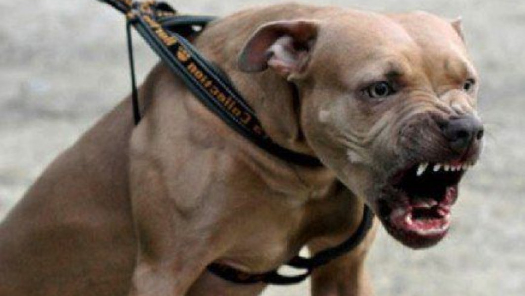 Tânără de 26 de ani rănită de un caine amstaff în galati