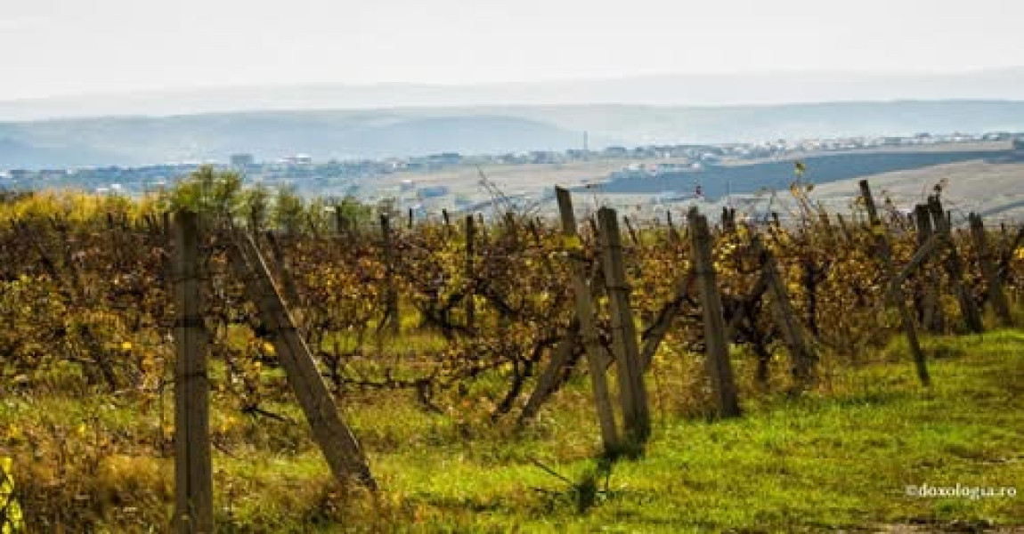 Pilda lucrătorilor răi din vie, temă de reflecție în duminica a 13-a după Rusalii