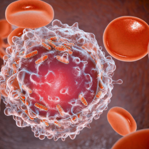 Nouă terapie distruge leucemia și activează imunitatea, arată studiul