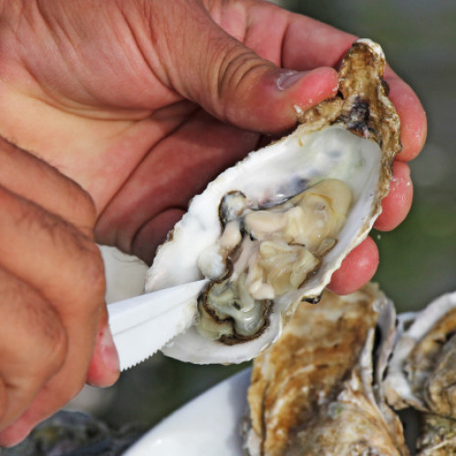 România lansează prima producție locală de stridii în Marea Neagră