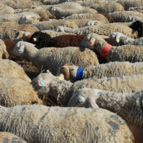 Doi soţi reţinuţi după ce au agresat o turmă de oi în comuna Cozmeşti